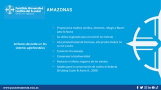 www.puceamazonas.edu.ec
Atributos deseables en los
sistemas agroforestales
• Proporciona madera sombra, alimento, refugio y frutos
para la fauna
• Se utiliza el ganado para el control de malezas
• Alta productividad de biomasa, alta productividad de
carne y leche
• Conectan los paisajes
• Conservan la biodiversidad
• Reducen el efecto negativo de los vientos
• Ideales para la conservación de suelos en laderas
(Gruberg Cazón & Azero A., 2009)
 