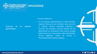 www.puceamazonas.edu.ec
Funciones de los sistemas
agroforestales
Función productiva
• En los sistemas agroforestales se trata deutilizar
especies leñosas de uso múltiple, osea, que den
el máximo número posiblede productos y
servicios. Por ejemplo, al-gunos árboles de uso
agroforestal en zonassecas como Acacia senegal
(árbol de go-ma), Tamarindus indica (tamarindo),
Par-kia biglobosa (árbol de harina) y
Phoenixdactylifera (palma datilera),
 