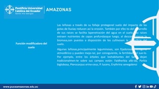 www.puceamazonas.edu.ec
Función modificadora del
suelo
Las leñosas a través de su follaje protegenel suelo del impacto de las
gotas de lluviay reducen así la erosión. También por efec-to del desarrollo
de sus raíces se facilita lapenetración del agua en el suelo. Las raíces
extraen nutrientes de capas profundasque luego, al descomponerse la
biomasa,son puestos a disposición de los cultivosen la superficie del
suelo.
Algunas leñosas,principalmente leguminosas, son fijadorasde nitrógeno
atmosférico y pueden mejo-rar, por consiguiente, la fertilidad del sue-lo.
Por ejemplo, entre los árboles que loshabitantes del Sahel dejan
tradicionalmen-te sobre sus campos están: Faidherbia albi-da, Parkia
biglobosa, Pterocarpus erina-ceus, P. lucens, Erythrina senegalensi
 