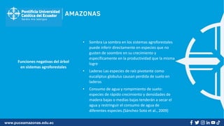 www.puceamazonas.edu.ec
Funciones negativas del árbol
en sistemas agroforestales
• Sombra La sombra en los sistemas agroforestales
puede inferir directamente en especies que no
gusten de soombre en su crecimiento y
específicamente en la productividad que la misma
logre
• Laderas Las especies de raíz pivotante como
eucaliptus globulus causan perdida de suelo en
laderas
• Consumo de agua y rompimiento de suelo:
especies de rápido crecimiento y densidades de
madera bajas o medias bajas tenderán a secar el
agua y restringuir el consumo de agua de
diferentes especies.(Sánchez-Soto et al., 2009)
 