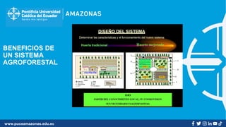 www.puceamazonas.edu.ec
BENEFICIOS DE
UN SISTEMA
AGROFORESTAL
 