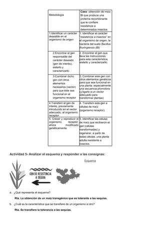 Caso: obtención de maíz
                                Metodología                Bt que produce una
                                                           proteína recombinante
                                                           que le confiere
                                                           resistencia a
                                                           determinados insectos
                                1.Identificar un carácter 1. Identificar el carácter
                                deseable en el            “resistencia a insectos” en
                                organismo de origen       el organismo de origen, la
                                                          bacteria del suelo Bacillus
                                                          thuringiensis (Bt)

                                    2.Encontrar el gen       2. Encontrar al gen que
                                    responsable del          lleva las instrucciones
                                    carácter deseado         para esta característica,
                                                             aislarlo y caracterizarlo.
                                    (gen de interés),
                                    aislarlo y
                                    caracterizarlo.

                                    3.Combinar dicho         3. Combinar este gen con
                                    gen con otros            otros elementos genéticos
                                    elementos                para que sea funcional en
                                                             una planta: especialmente
                                    necesarios (vector)
                                                             una secuencia promotora
                                    para que éste sea        (y ligarlo a un vector
                                    funcional en el          adecuado para
                                    organismo receptor       transformar plantas)
                                4.Transferir el gen de       4. Transferir este gen a
                                interés, previamente         células de maíz
                                introducido en el vector     (organismo receptor).
                                adecuado, al organismo
                                receptor.
                                5. Crecer y reproducir el    5. Identificar las células
                                organismo        receptor,   de maíz que recibieron el
                                ahora          modificado    gen (células
                                genéticamente.
                                                             transformadas) y
                                                             regenerar, a partir de
                                                             estas células, una planta
                                                             adulta resistente a
                                                             insectos.


Actividad 5- Analizar el esquema y responder a las consignas:
                                                                 Esquema




a. ¿Qué representa el esquema?

    Rta. La obtención de un maíz transgénico que es tolerante a las sequías.

b. ¿Cuál es la característica que se transfiere de un organismo a otro?

    Rta. Se transfiere la tolerancia a las sequías.
 