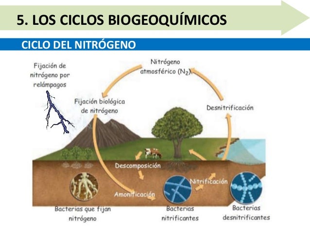 Unidad 10.5 los ciclos biogeoquímicos