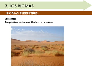BIOMAS TERRESTRES
7. LOS BIOMAS
Desierto:
Temperaturas extremas. Lluvias muy escasas.
 