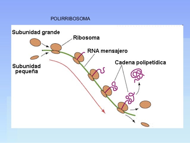 Unidad 10. hialoplasma, citoesqueleto y estructuras no 