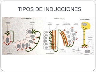 TIPOS DE INDUCCIONES
 