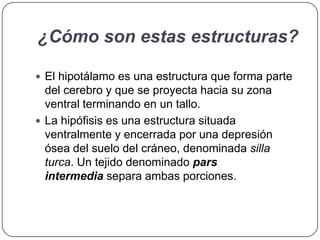 ¿Cómo son estas estructuras?

 El hipotálamo es una estructura que forma parte
  del cerebro y que se proyecta hacia su zona
  ventral terminando en un tallo.
 La hipófisis es una estructura situada
  ventralmente y encerrada por una depresión
  ósea del suelo del cráneo, denominada silla
  turca. Un tejido denominado pars
  intermedia separa ambas porciones.
 