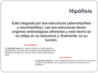 Hipófisis

Está integrada por dos estructuras (adenohipófisis
   y neurohipófisis). Las dos estructuras tienen
orígenes embriológicos diferentes y este hecho se
  ve refleja en su estructura y, finalmente, en su
                      función.
 