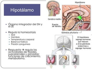 Hipotálamo

 Órgano integrador del SN y
  el SE

 Regula la homeostasis
   Sed
   Hambre
   Temperatura corporal
   Balance hídrico
   Presión sanguinea


 Respuesta  regula las
  actividades de tiroides,
  suprarrenales y gónadas;
  funciones de crecimiento,
  metabolismo.
 