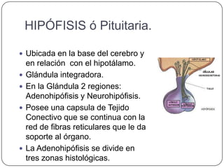 HIPÓFISIS ó Pituitaria.

 Ubicada en la base del cerebro y
    en relación con el hipotálamo.
   Glándula integradora.
   En la Glándula 2 regiones:
    Adenohipófisis y Neurohipófisis.
   Posee una capsula de Tejido
    Conectivo que se continua con la
    red de fibras reticulares que le da
    soporte al órgano.
   La Adenohipófisis se divide en
    tres zonas histológicas.
 
