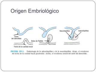 Origen Embriológico
 