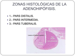 ZONAS HISTOLÓGICAS DE LA
        ADENOHIPÓFISIS.
 1.- PARS DISTALIS.
 2.- PARS INTERMEDIA.
 3.- PARS TUBERALIS.
 