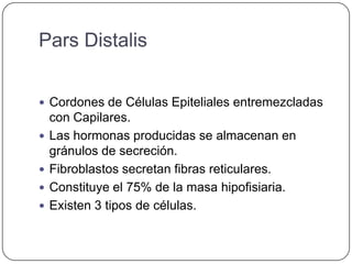 Pars Distalis


 Cordones de Células Epiteliales entremezcladas
    con Capilares.
   Las hormonas producidas se almacenan en
    gránulos de secreción.
   Fibroblastos secretan fibras reticulares.
   Constituye el 75% de la masa hipofisiaria.
   Existen 3 tipos de células.
 
