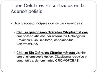 Tipos Celulares Encontrados en la
Adenohipofisis

 Dos grupos principales de células nerviosas:

   Células que poseen Gránulos Citoplasmáticos
   que poseen afinidad por colorantes histológicos.
   Próximas a los Capilares, denominadas
   CROMOFILAS.

   Células Sin Gránulos Citoplasmáticos visibles
   con el microscopio óptico. Citoplasma reducido y
   poco teñido, denominadas CROMOFOBAS.
 