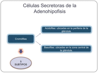 Células Secretoras de la
           Adenohipofisis


               Acidofilas: ubicadas en la periferia de la
                               glándula.


Cromófilas


               Basofilas: ubicadas en la zona central de
                              la glándula.



   5
SUBTIPOS
 