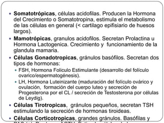  Somatotrópicas, células acidofilas. Producen la Hormona
  del Crecimiento o Somatotropina, estimula el metabolismo
  de las células en general (< cartilago epifisiario de huesos
  largos).
 Mamotrópicas, granulos acidofilos. Secretan Prolactina u
  Hormona Lactogenica. Crecimiento y funcionamiento de la
  glandula mamaria.
 Células Gonadotropicas, gránulos basófilos. Secretan dos
  tipos de hormonas:
   FSH, Hormona Foliculo Estimulante (desarrollo del folículo
    ovarico/espermatogénesis).
   LH, Hormona Luteinizante (maduración del folículo ovárico y
    ovulación, formación del cuerpo luteo y secreción de
    Progesterona por el CL / secreción de Testosterona por células
    de Leydig).
 Células Tirotropicas, gránulos pequeños, secretan TSH
  estimulando la secreción de hormonas tiroideas.
 Células Corticotropicas, grandes gránulos. Basófilas y
 