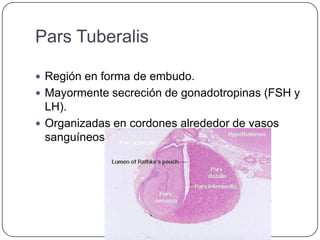 Pars Tuberalis

 Región en forma de embudo.
 Mayormente secreción de gonadotropinas (FSH y
  LH).
 Organizadas en cordones alrededor de vasos
  sanguíneos.
 