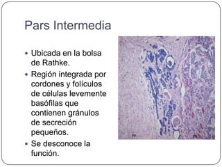 Pars Intermedia

 Ubicada en la bolsa
  de Rathke.
 Región integrada por
  cordones y folículos
  de células levemente
  basófilas que
  contienen gránulos
  de secreción
  pequeños.
 Se desconoce la
  función.
 