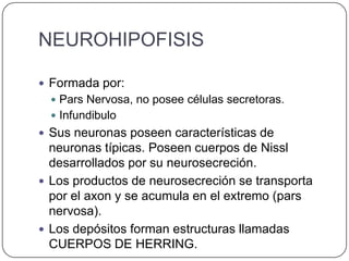 NEUROHIPOFISIS

 Formada por:
   Pars Nervosa, no posee células secretoras.
   Infundibulo
 Sus neuronas poseen características de
  neuronas típicas. Poseen cuerpos de Nissl
  desarrollados por su neurosecreción.
 Los productos de neurosecreción se transporta
  por el axon y se acumula en el extremo (pars
  nervosa).
 Los depósitos forman estructuras llamadas
  CUERPOS DE HERRING.
 