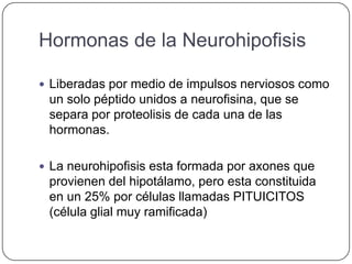 Hormonas de la Neurohipofisis

 Liberadas por medio de impulsos nerviosos como
 un solo péptido unidos a neurofisina, que se
 separa por proteolisis de cada una de las
 hormonas.

 La neurohipofisis esta formada por axones que
 provienen del hipotálamo, pero esta constituida
 en un 25% por células llamadas PITUICITOS
 (célula glial muy ramificada)
 