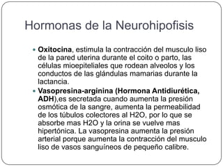 Hormonas de la Neurohipofisis
  Oxitocina, estimula la contracción del musculo liso
   de la pared uterina durante el coito o parto, las
   células mioepiteliales que rodean alveolos y los
   conductos de las glándulas mamarias durante la
   lactancia.
  Vasopresina-arginina (Hormona Antidiurética,
   ADH),es secretada cuando aumenta la presión
   osmótica de la sangre, aumenta la permeabilidad
   de los túbulos colectores al H2O, por lo que se
   absorbe mas H2O y la orina se vuelve mas
   hipertónica. La vasopresina aumenta la presión
   arterial porque aumenta la contracción del musculo
   liso de vasos sanguíneos de pequeño calibre.
 