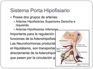 Sistema Porta Hipofisiario
 Posee dos grupos de arterias:
   Arterias Hipofisiarias Superiores Derecha e
    Izquierda.
   Arterias Hipofisiarias Inferiores.
Importante para la regulación de las
funciones de la Adenohipofisis.
Las Neurohormonas producidas por
el Hipotálamo, son transportadas
directamente de la Adenohipofisis sin
que pasen por la circulación gral.
 