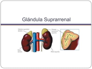 Glándula Suprarrenal
 