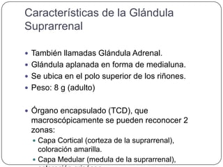 Características de la Glándula
Suprarrenal

 También llamadas Glándula Adrenal.
 Glándula aplanada en forma de medialuna.
 Se ubica en el polo superior de los riñones.
 Peso: 8 g (adulto)


 Órgano encapsulado (TCD), que
 macroscópicamente se pueden reconocer 2
 zonas:
   Capa Cortical (corteza de la suprarrenal),
    coloración amarilla.
   Capa Medular (medula de la suprarrenal),
 