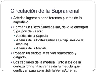 Circulación de la Suprarrenal
 Arterias ingresan por diferentes puntos de la
  superficie.
 Forman un Plexo Subcapsular, del que emergen
  3 grupos de vasos:
   Arterias de la Capsula
   Arterias de la Corteza (drenan a capilares de la
    medula)
   Arterias de la Medula
 Poseen un endotelio capilar fenestrado y
  delgado.
 Los capilares de la medula, junto a los de la
  corteza forman las venas de la medula que
  confluyen para constituir la Vena Adrenal.
 