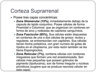 Corteza Suprarrenal
 Posee tres capas concéntricas:
   Zona Glomerular (15%), inmediatamente debajo de la
    capsula de tejido conjuntivo. Posee células de forma
    Piramidal o Columnar, que se organizan en cordones en
    forma de arco y rodeadas de capilares sanguíneos.
   Zona Fascicular (65%), Sus células están dispuestas
    en cordones de una o dos células de grosor, rectos y
    regulares, se entremezclan con capilares. Sus células
    tienen forma poliédrica, con gran numero de gotas de
    lípidos en el citoplasma, por esta razón también se les
    llama Espongiocitos.
   Zona Reticular (7%), contiene células con cordones
    irregulares que forman una red anastomosada. Son
    células mas pequeñas que poseen gránulos de
    pigmento (lipofucsina), son de forma irregular y núcleos
    picnóticos (sugiere que se produce necrosis celular en
    esta capa).
 