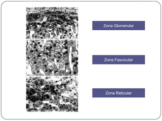 Zona Glomerular




Zona Fascicular




 Zona Reticular
 
