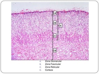 A.   Zona Glomerular
B.   Zona Fascicular
C.   Zona Reticular
D.   Corteza
 