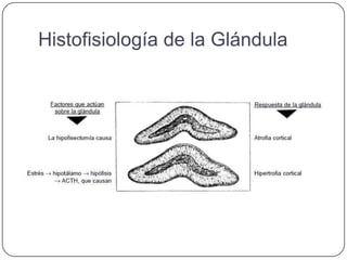 Histofisiología de la Glándula
 