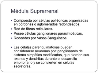 Médula Suprarrenal
 Compuesta por células poliédricas organizadas
  en cordones o aglomerados redondeados.
 Red de fibras reticulares.
 Posee células ganglionares parasimpáticas.
 Rodeadas por Vasos Sanguíneos


 Las células parenquimatosas pueden
 considerarse neuronas postganglionares del
 sistema simpático modificadas, que pierden sus
 axones y dendrítas durante el desarrollo
 embrionario y se convierten en células
 secretoras.
 