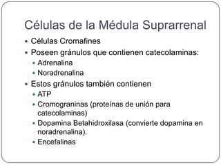 Células de la Médula Suprarrenal
 Células Cromafines
 Poseen gránulos que contienen catecolaminas:
   Adrenalina
   Noradrenalina
 Estos gránulos también contienen
   ATP
   Cromograninas (proteínas de unión para
    catecolaminas)
   Dopamina Betahidroxilasa (convierte dopamina en
    noradrenalina).
   Encefalinas
 