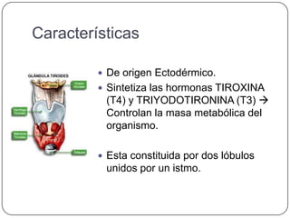 Características

          De origen Ectodérmico.
          Sintetiza las hormonas TIROXINA
          (T4) y TRIYODOTIRONINA (T3) 
          Controlan la masa metabólica del
          organismo.

          Esta constituida por dos lóbulos
          unidos por un istmo.
 