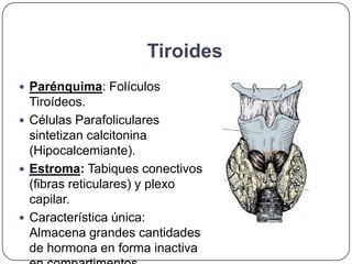 Tiroides
 Parénquima: Folículos
  Tiroídeos.
 Células Parafoliculares
  sintetizan calcitonina
  (Hipocalcemiante).
 Estroma: Tabiques conectivos
  (fibras reticulares) y plexo
  capilar.
 Característica única:
  Almacena grandes cantidades
  de hormona en forma inactiva
 