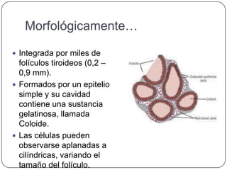 Morfológicamente…

 Integrada por miles de
  folículos tiroideos (0,2 –
  0,9 mm).
 Formados por un epitelio
  simple y su cavidad
  contiene una sustancia
  gelatinosa, llamada
  Coloide.
 Las células pueden
  observarse aplanadas a
  cilíndricas, variando el
  tamaño del folículo.
 
