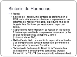 Sintesis de Hormonas
 4 fases:
   Síntesis de Tiroglobulina: síntesis de proteínas en el
    RER, se le añade un carbohidrato a la proteína en las
    cisternas del retículo y en golgi, el producto final es la
    tiroglobulina. Se libera por vesículas en la porción
    apical.
   Captación de Yodo circulante: se realiza en las células
    foliculares por medio de una proteína basolateral de las
    células foliculares que transporta 2 iones
    (cotransportador Na/I).
   Oxidación del Yodo: por medio de la peroxidasa tiroidea
    y se transporta a la cavidad del folículo, por medio del
    transportador de aniones Pendrina.
   Yodación de Radicales de Tirosil de la Tiroglobulina:
    catalizada en el coloide por la peroxidasa tiroidea.
    Formación de T3 y T4 (forman parte de la tiroglobulina).
 