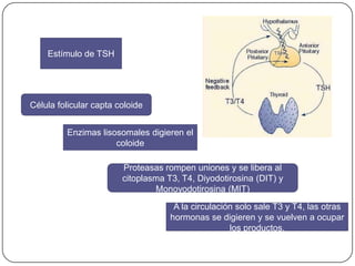 Estímulo de TSH




Célula folicular capta coloide


         Enzimas lisosomales digieren el
                     coloide

                        Proteasas rompen uniones y se libera al
                        citoplasma T3, T4, Diyodotirosina (DIT) y
                                Monoyodotirosina (MIT)
                                     A la circulación solo sale T3 y T4, las otras
                                    hormonas se digieren y se vuelven a ocupar
                                                    los productos.
 