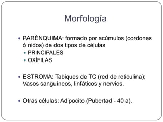 Morfología

 PARÉNQUIMA: formado por acúmulos (cordones
 ó nidos) de dos tipos de células
   PRINCIPALES
   OXÍFILAS


 ESTROMA: Tabiques de TC (red de reticulina);
 Vasos sanguíneos, linfáticos y nervios.

 Otras células: Adipocito (Pubertad - 40 a).
 