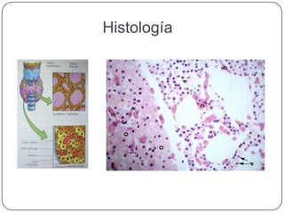 Histología
 