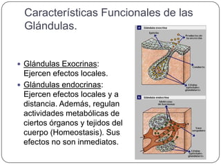 Características Funcionales de las
  Glándulas.


 Glándulas Exocrinas:
  Ejercen efectos locales.
 Glándulas endocrinas:
  Ejercen efectos locales y a
  distancia. Además, regulan
  actividades metabólicas de
  ciertos órganos y tejidos del
  cuerpo (Homeostasis). Sus
  efectos no son inmediatos.
 