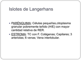 Islotes de Langerhans


 PARÉNQUIMA: Células pequeñas,citoplasma
  granular pobremente teñido (H/E) con mayor
  cantidad relativa de RER.
 ESTROMA: TC con F. Colágenas; Capilares; 3
  arteriolas; 6 venas; Vena interlobular.
 