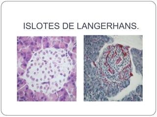 ISLOTES DE LANGERHANS.
 