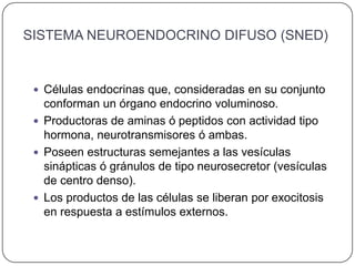 SISTEMA NEUROENDOCRINO DIFUSO (SNED)


  Células endocrinas que, consideradas en su conjunto
   conforman un órgano endocrino voluminoso.
  Productoras de aminas ó peptidos con actividad tipo
   hormona, neurotransmisores ó ambas.
  Poseen estructuras semejantes a las vesículas
   sinápticas ó gránulos de tipo neurosecretor (vesículas
   de centro denso).
  Los productos de las células se liberan por exocitosis
   en respuesta a estímulos externos.
 