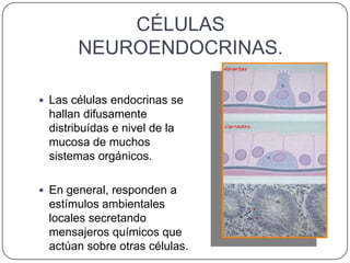 CÉLULAS
       NEUROENDOCRINAS.

 Las células endocrinas se
 hallan difusamente
 distribuídas e nivel de la
 mucosa de muchos
 sistemas orgánicos.

 En general, responden a
 estímulos ambientales
 locales secretando
 mensajeros químicos que
 actúan sobre otras células.
 