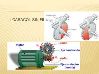 CARACOL-SIN FIN