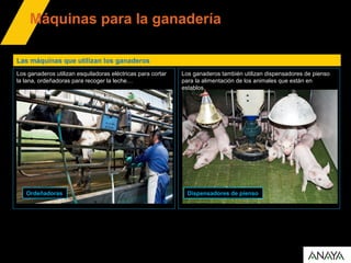 Máquinas para la ganadería
Las máquinas que utilizan los ganaderos
Ordeñadoras
Los ganaderos utilizan esquiladoras eléctricas para cortar
la lana, ordeñadoras para recoger la leche…
Dispensadores de pienso
Los ganaderos también utilizan dispensadores de pienso
para la alimentación de los animales que están en
establos.
 
