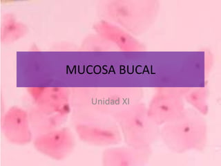 MUCOSA BUCAL

   Unidad XI
 